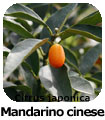 Mandarino cinese